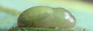 Pupae